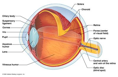A representation of an eye